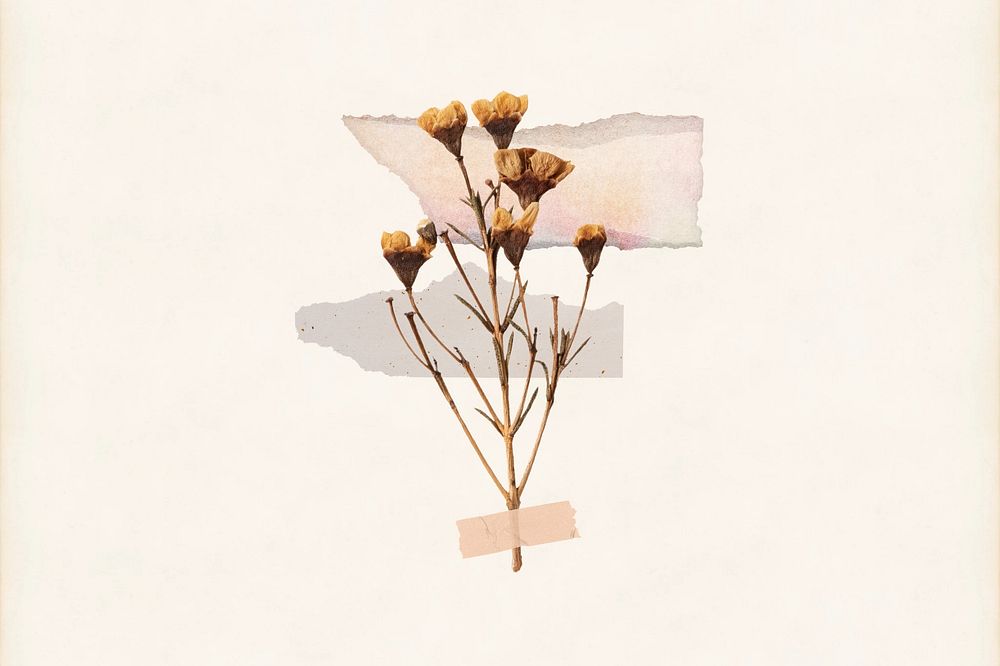 Aesthetic dried flower taped collage art