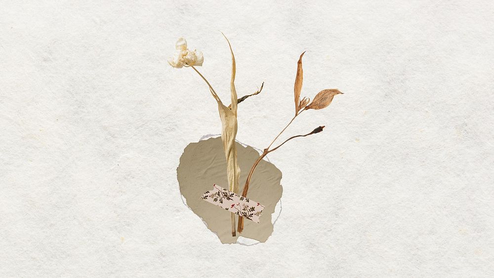 Desktop wallpaper aesthetic taped dried flower, white background