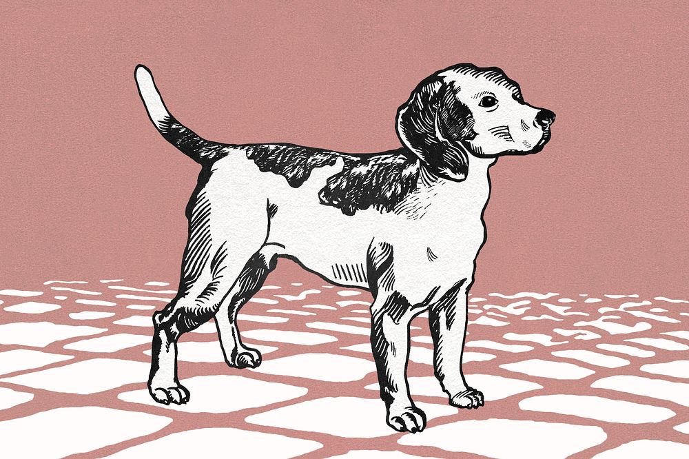 Vintage beagle illustration image