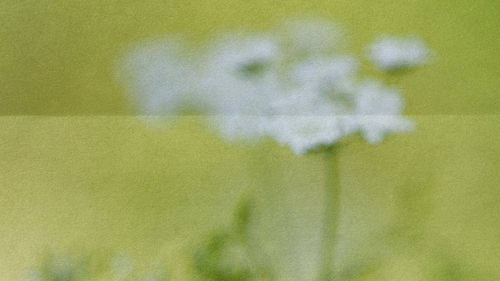 Aesthetic blurred flower desktop wallpaper