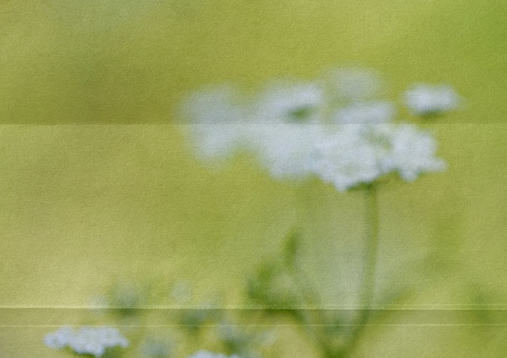 Aesthetic blurred flower background Premium Photo