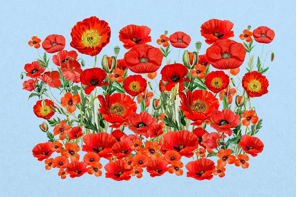 Red poppy flower  collage element psd