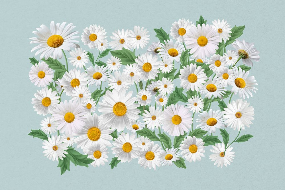 White daisy flower  collage element