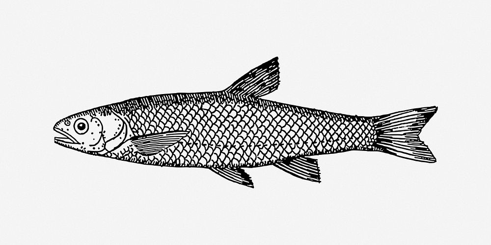 Fish collage element vector. Free public domain CC0 image.