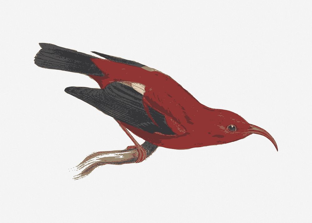 Red bird clipart illustration vector. Free public domain CC0 image.