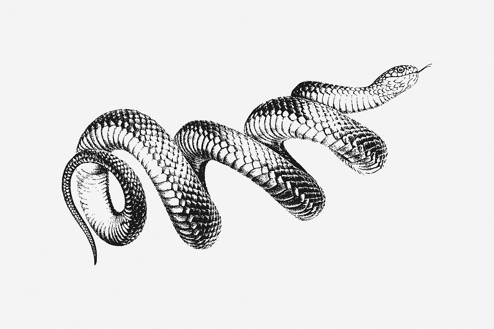 Vintage snake illustration, clip art. Free public domain CC0 image.