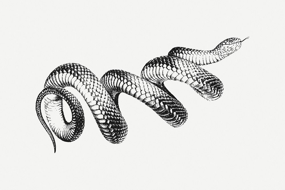 Vintage snake clip art psd. Free public domain CC0 image.