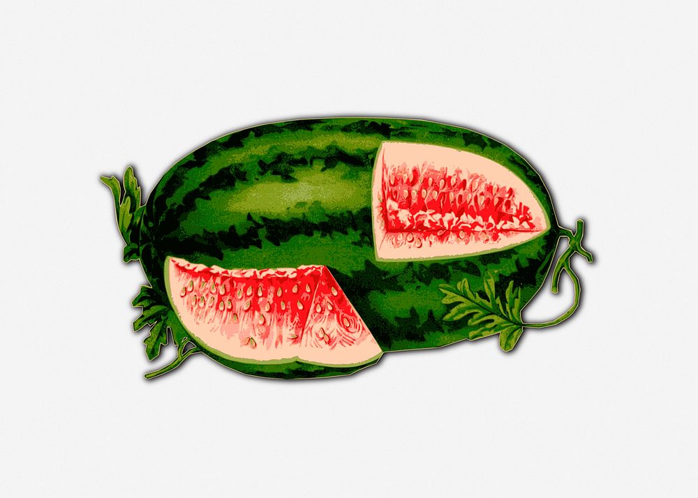 Watermelon illustration, clip art. Free public domain CC0 image.