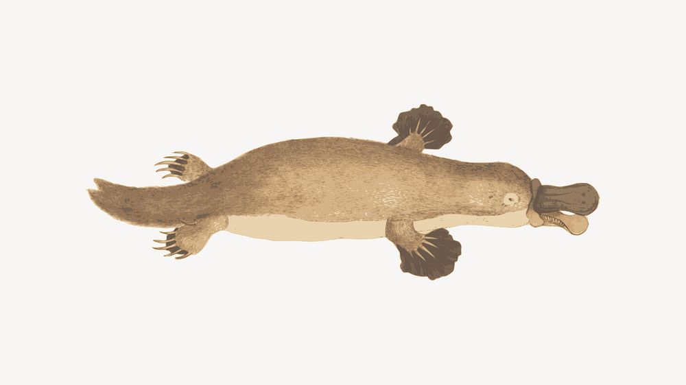Platypus illustration, clip art. Free public domain CC0 image.