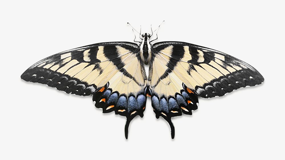 Tiger Swallowtail butterfly image on white design