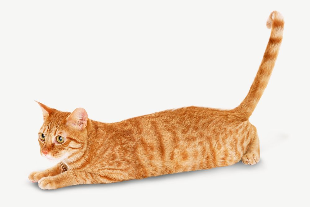 Ginger shorthair cat image graphic psd