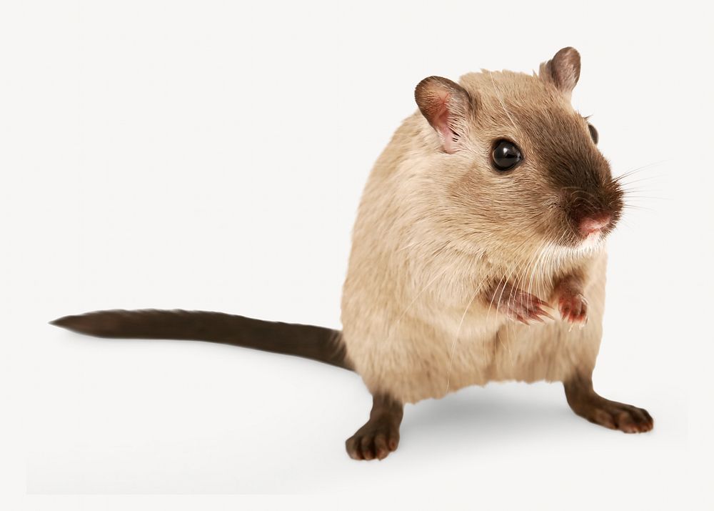 Small rat isolated image