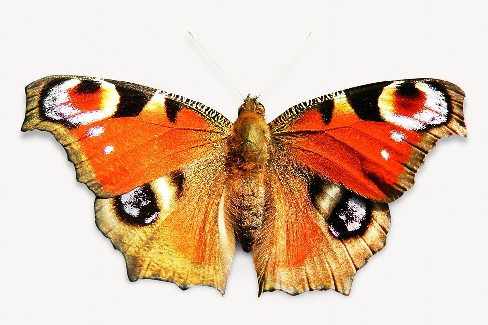 Orange peacock butterfly, isolated image | Free Photo - rawpixel