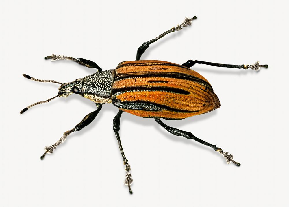 Animal, brown weevil beetles bug