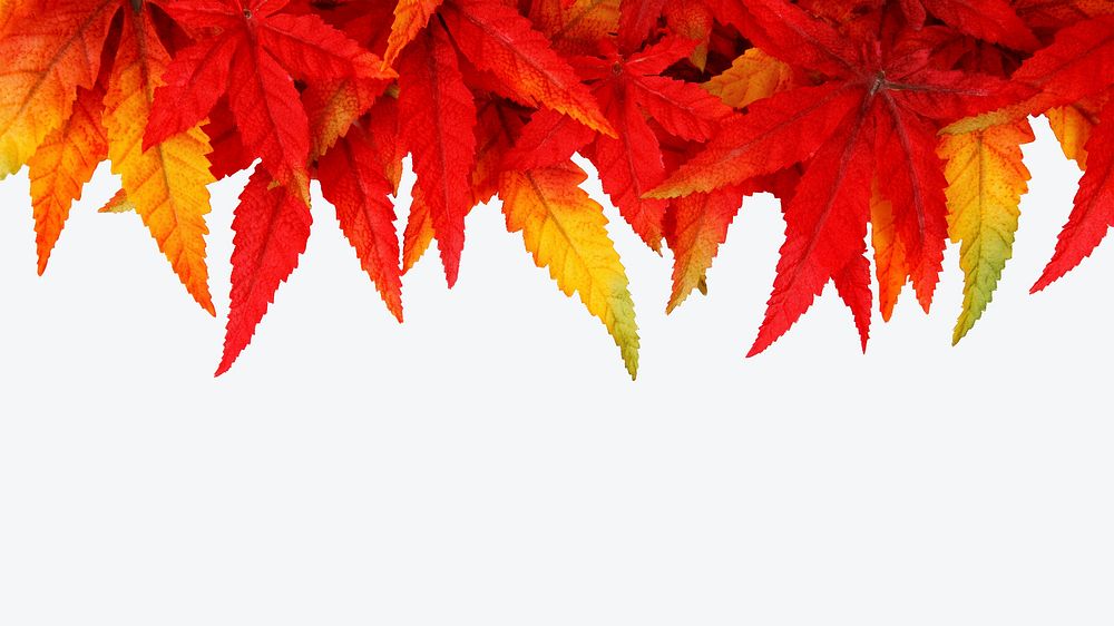 Dry maple fall leaves psd