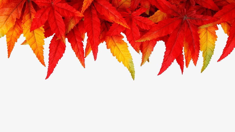 Dry maple leaves isolated object 