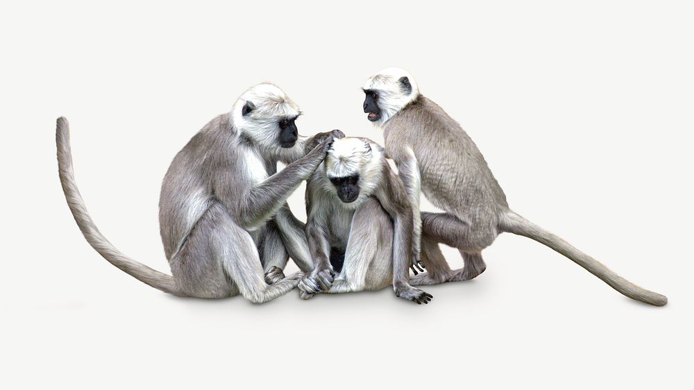Three grey monkeys animal psd
