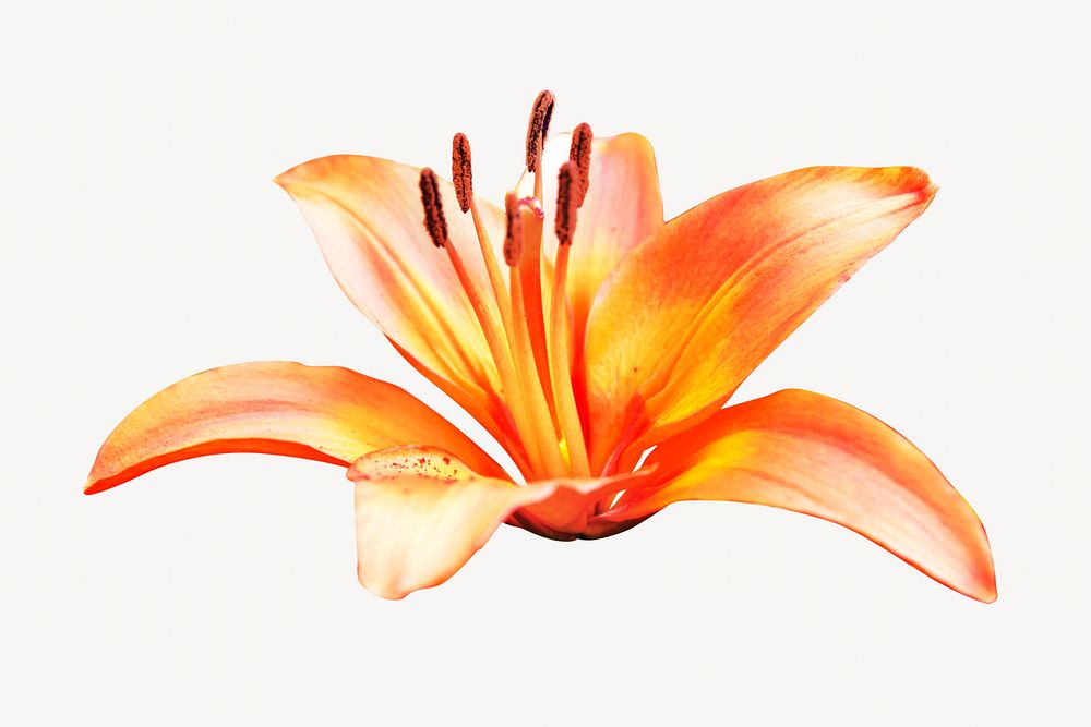 Orange tiger lily image