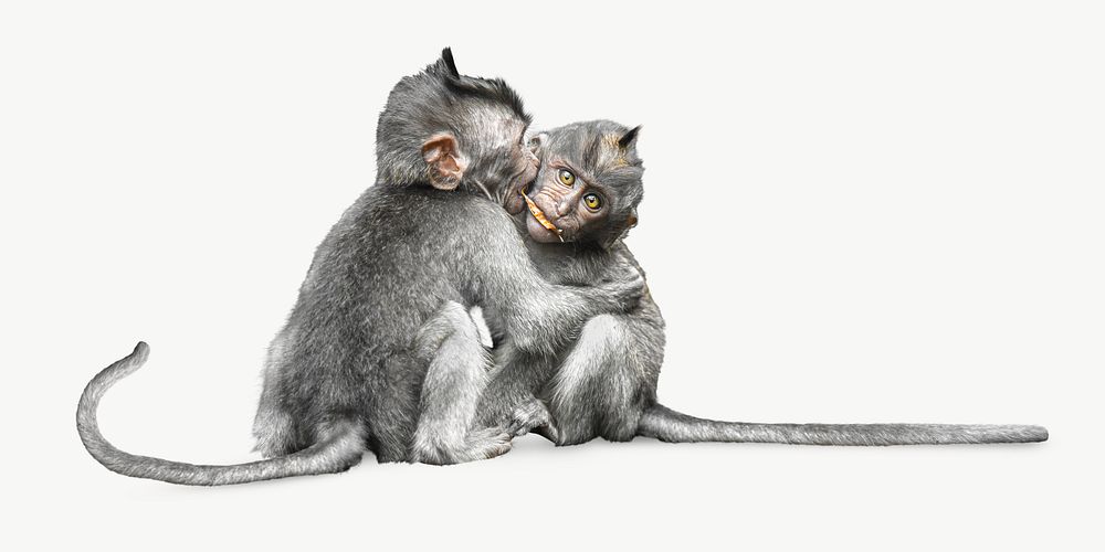 Monkeys hugging Isolated image