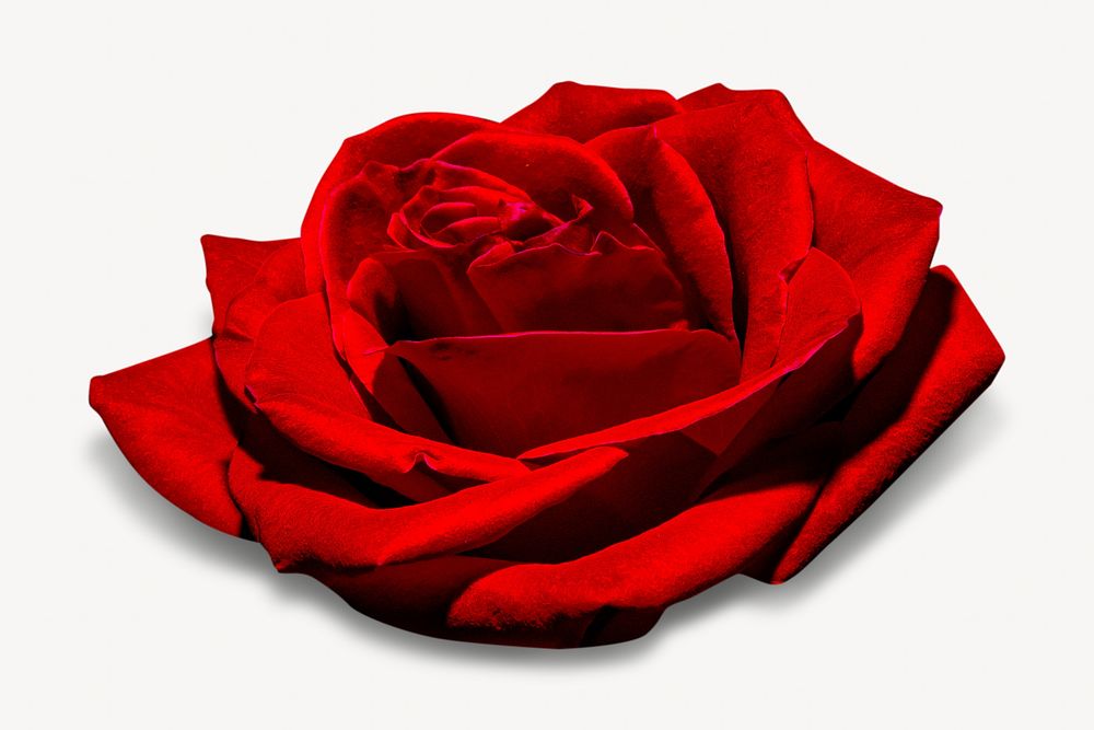 Romantic red rose  isolated image on white