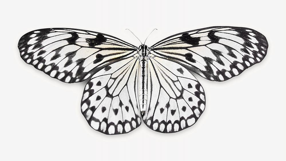 Butterfly image on white design