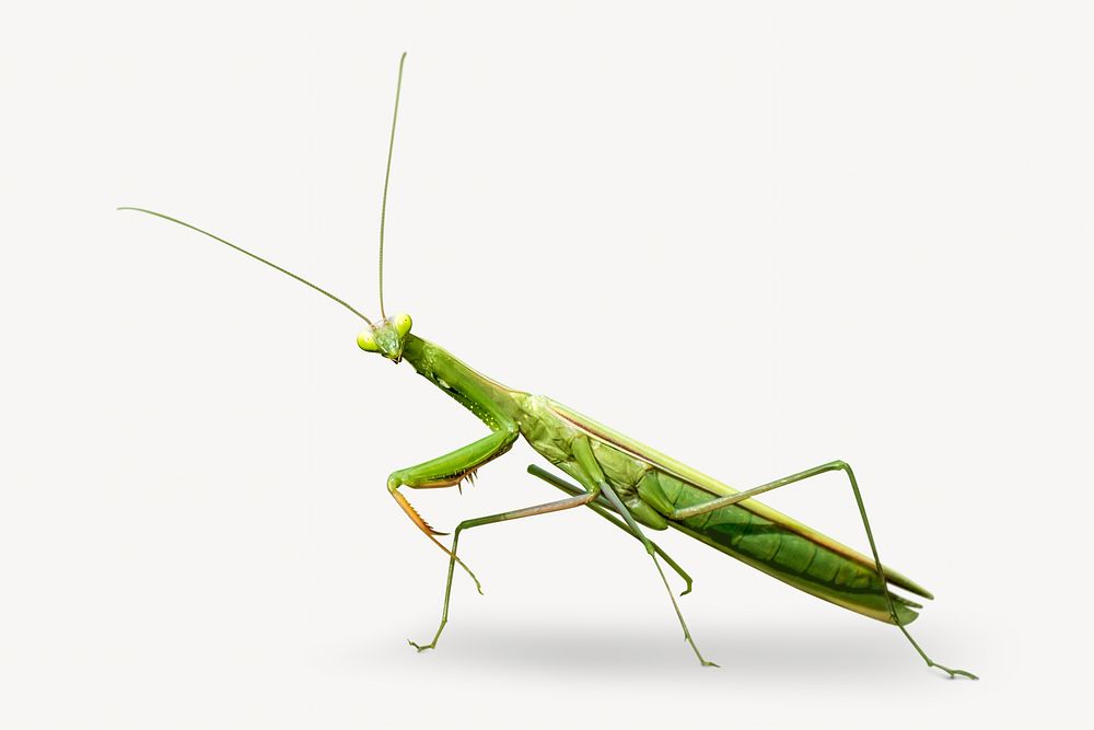 Green grasshopper, isolated image