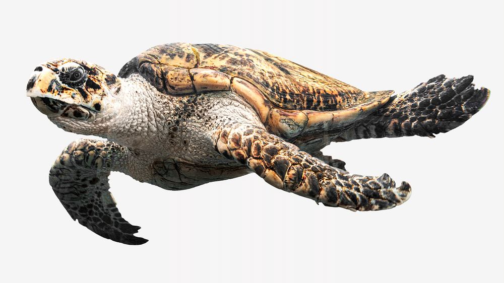 Sea turtle, isolated design