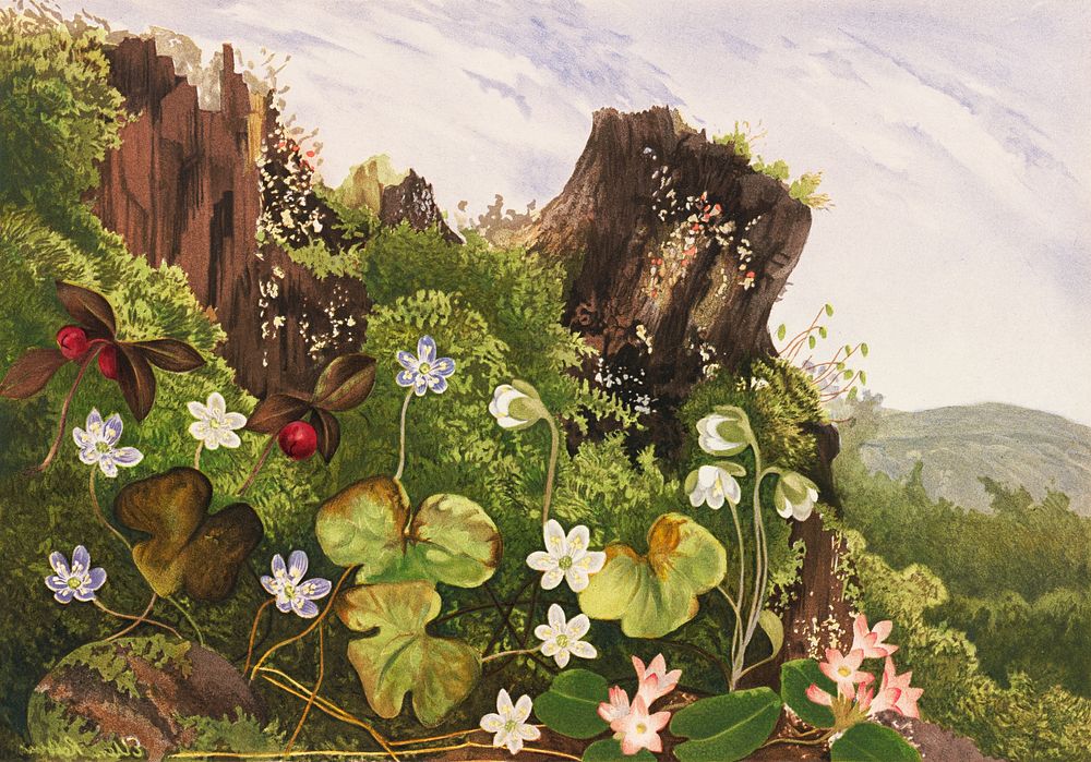 Ellen Robbins's Wild flowers no. 2 (1861–1897). Original public domain image from Digital Commonwealth. Digitally enhanced…