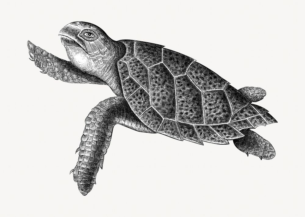 Sea turtle, animal illustration isolated design. Remixed by rawpixel.
