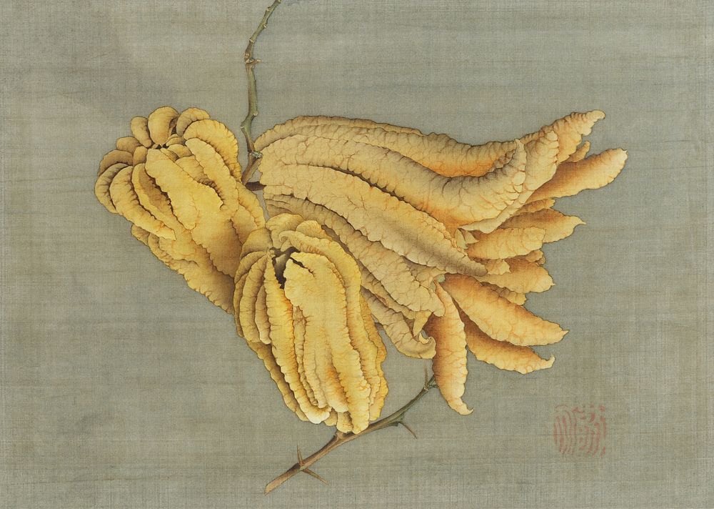 Buddha's Hand Citron, Busshukan (19th century) vintage fruit illustration by Katsushika Hokusai. Original public domain…