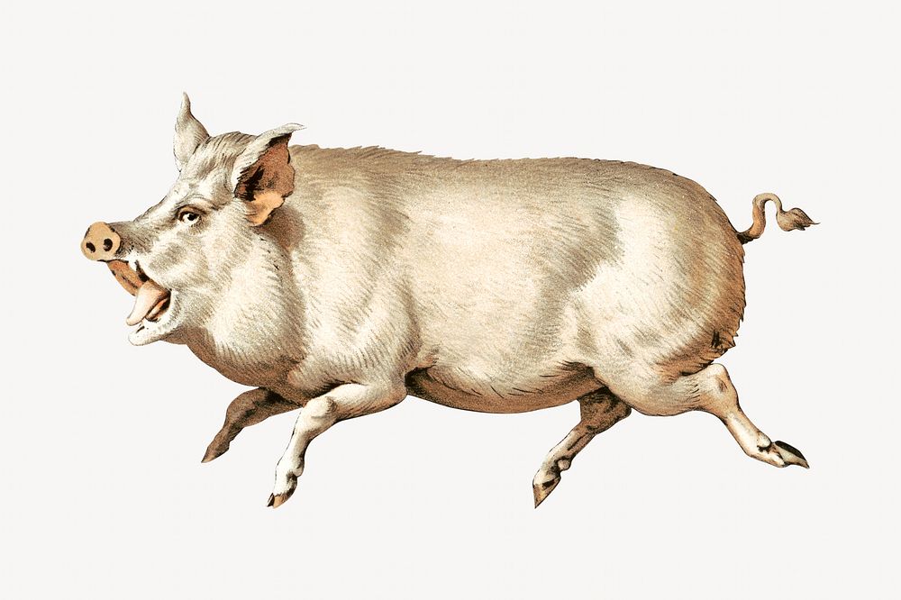 Pig, vintage farm animal illustration.  Remixed by rawpixel. 