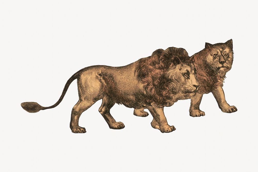 Lion, vintage animal illustration.  Remixed by rawpixel. 