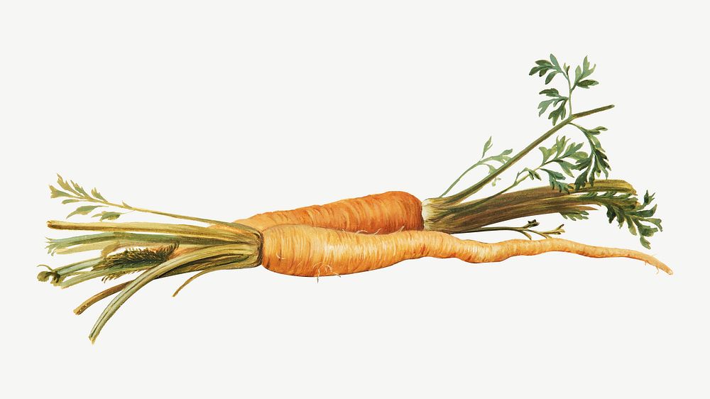 Carrot, vegetable illustration by Johanna Fosie psd.  Remixed by rawpixel. 