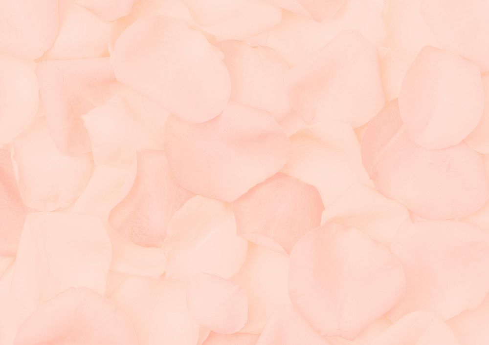 Pink rose petals background, flower image