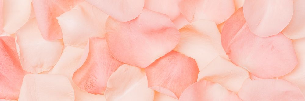 Pink rose petals background, flower image