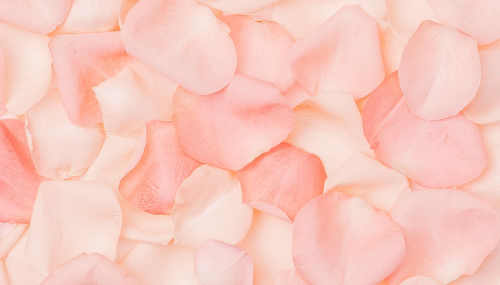 Pink rose petals flower background