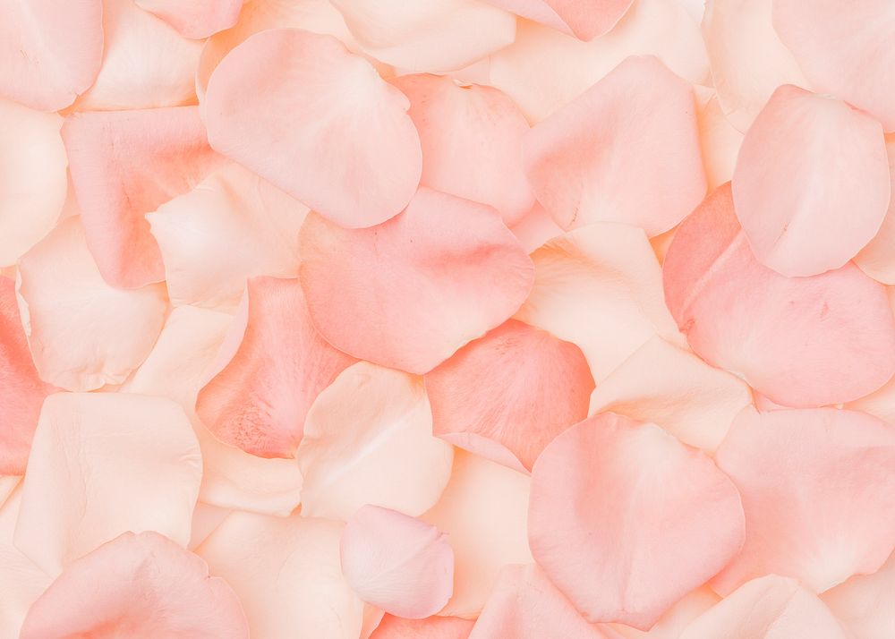 Pink rose petals background, flower image