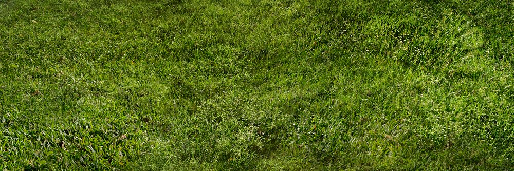 Green grass textured background, nature image