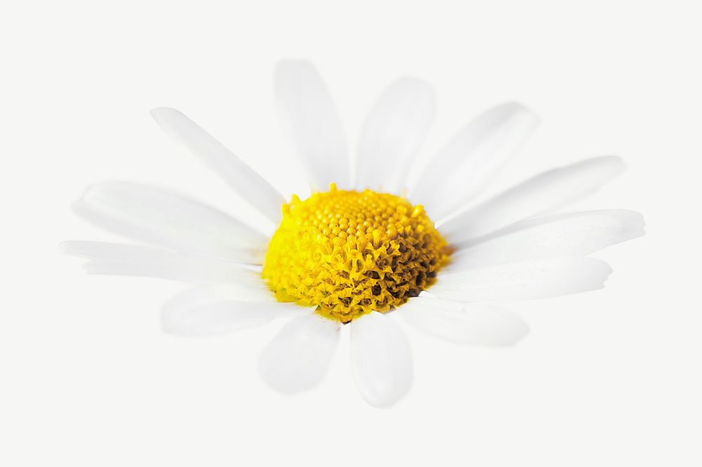 Daisy flower collage element psd