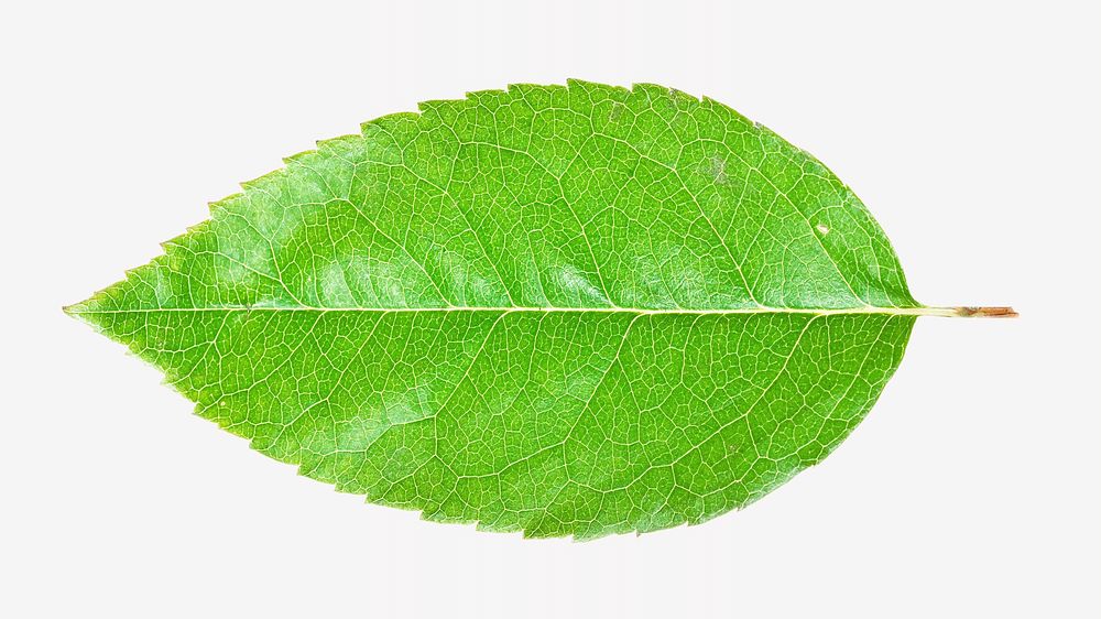 Green leaf isolated object