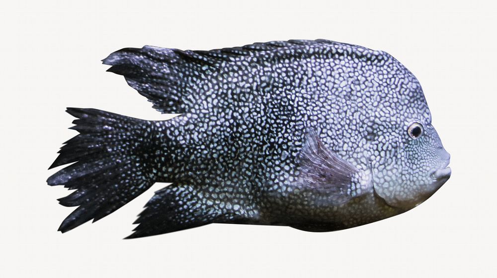 Fish image on white