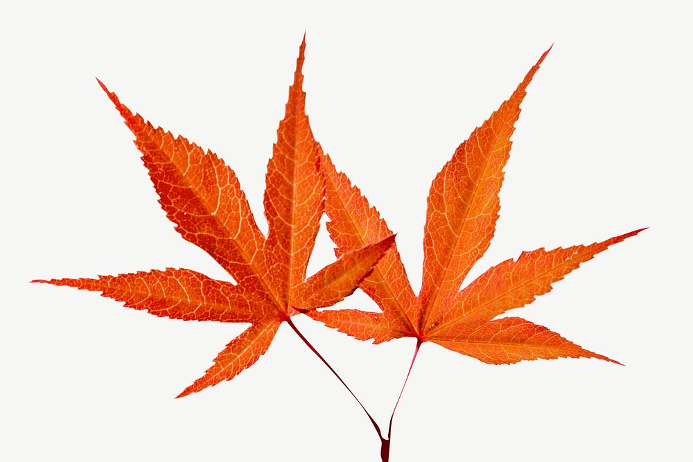 Dry maple autumn leaf psd