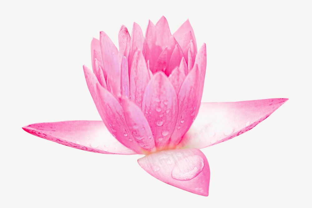 Pink lotus flower  collage element graphic psd