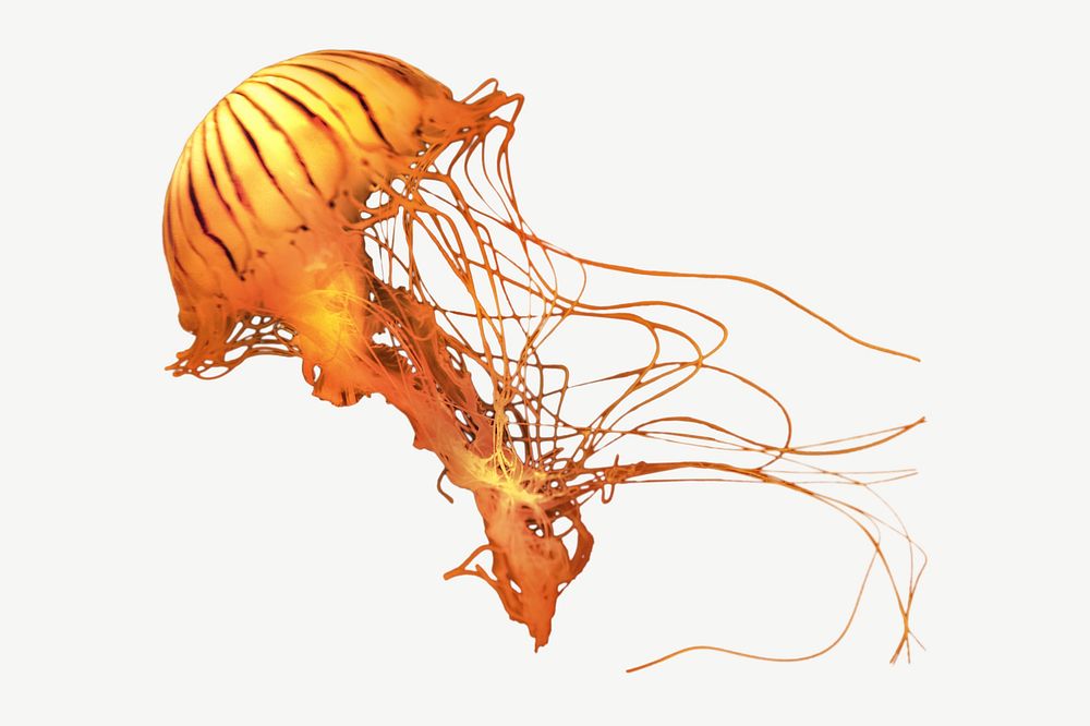 Jellyfish collage element psd