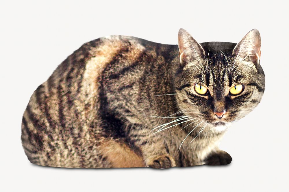 Tabby cat, isolated design