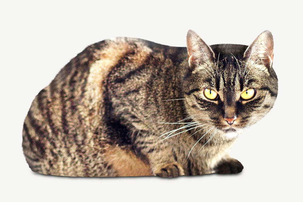 Tabby cat psd, isolated design