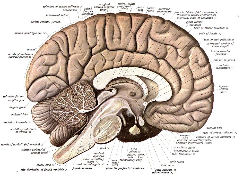 An anatomical illustration from Sobotta's Human Anatomy 1908