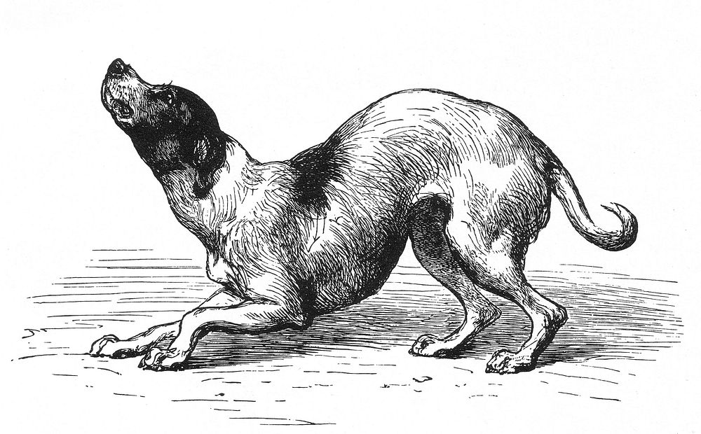 Figure 6 from Charles Darwin's The Expression of the Emotions in Man and Animals. Caption reads "FIG. 6.&mdash;The same in a…