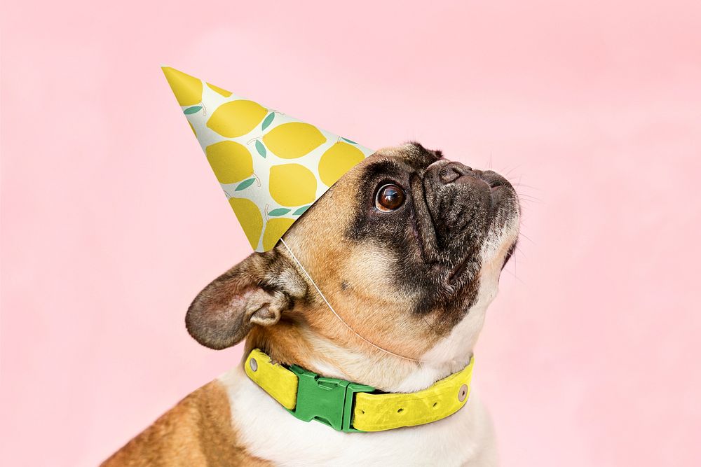 Pug dog wearing birthday cone hat