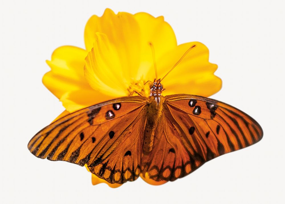 Orange butterfly isolated image